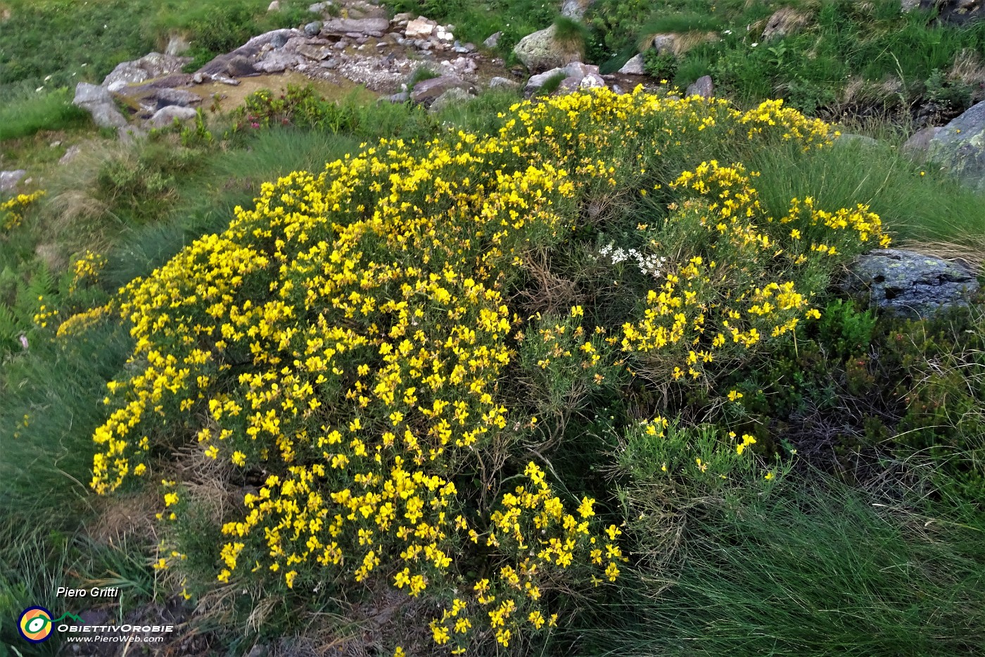 22 Fiori di ginestra.JPG